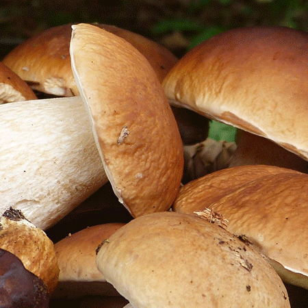 Genussvolle Rezepte für die Pilzsaison