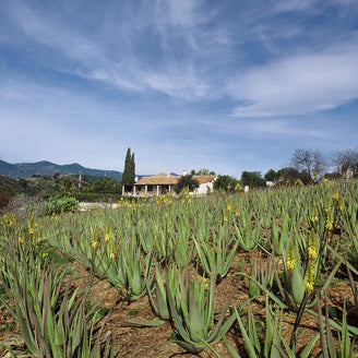 Wirkt Wunder: Aloe Vera - Santaverde