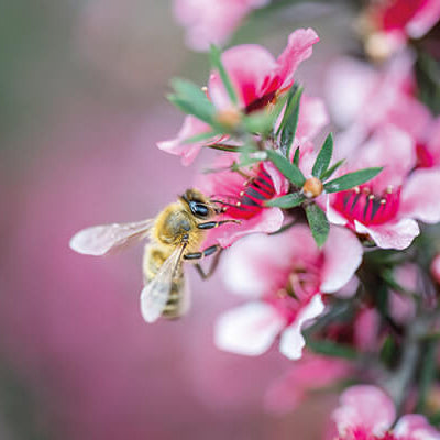 Manuka Honig im Fokus